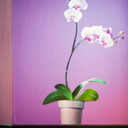 宜必思尚品酒店昂热中心加雷 酒店 3*