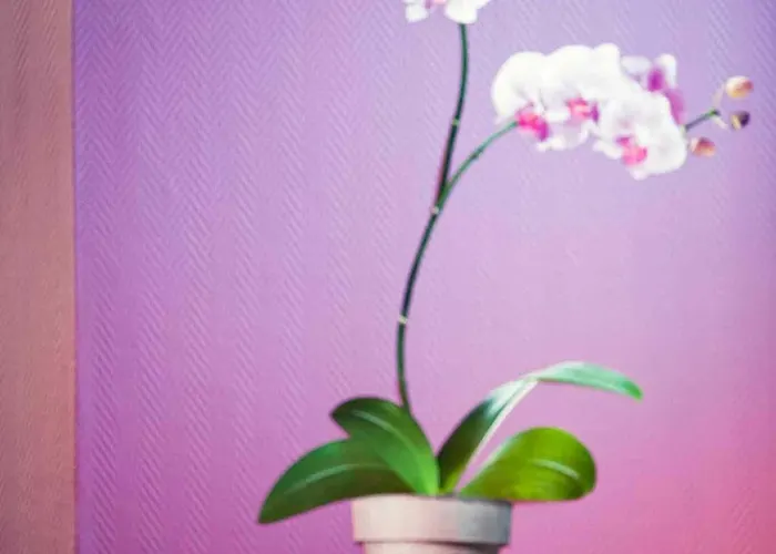 Ibis Styles Centre Gare ホテル 3*